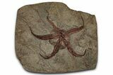 Huge, Ordovician Brittle Star (Ophiura) Fossil - Morocco #359144-1